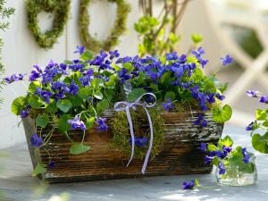 Kokulu bahçe menekşesi fidesi viola odorata Konigin Charlotte