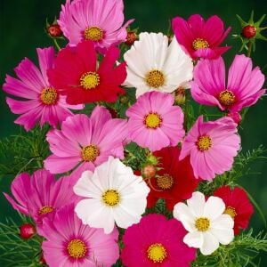 Cosmos tohumu sensation karışık renkli kozmos tohumu