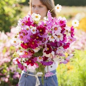 Cosmos tohumu sensation karışık renkli kozmos tohumu