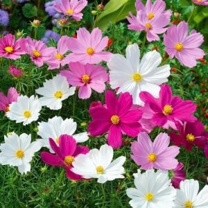 Cosmos tohumu sensation karışık renkli kozmos tohumu