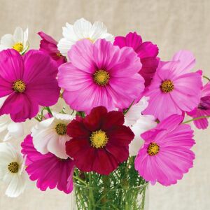 Cosmos tohumu sensation karışık renkli kozmos tohumu