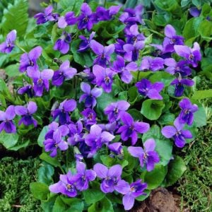 Kokulu bahçe menekşesi fidesi viola odorata Konigin Charlotte