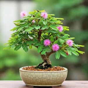 Hassas çiçek mimosa pudica tohumu küstüm çiçeği