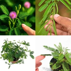 Hassas çiçek mimosa pudica tohumu küstüm çiçeği