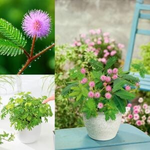 Hassas çiçek mimosa pudica tohumu küstüm çiçeği