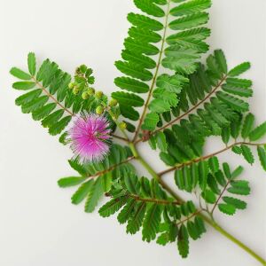 Hassas çiçek mimosa pudica tohumu küstüm çiçeği