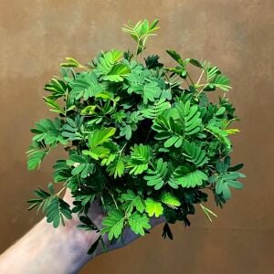 Hassas çiçek mimosa pudica tohumu küstüm çiçeği