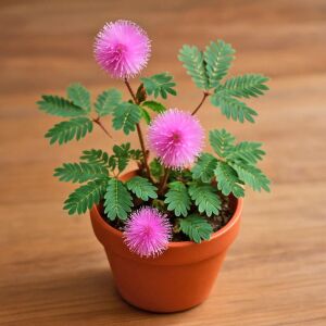 Hassas çiçek mimosa pudica tohumu küstüm çiçeği
