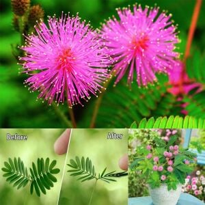 Hassas çiçek mimosa pudica tohumu küstüm çiçeği