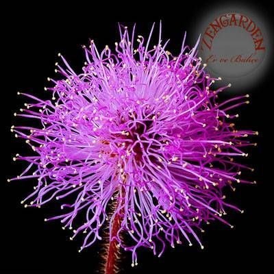 Hassas çiçek mimosa pudica tohumu küstüm çiçeği
