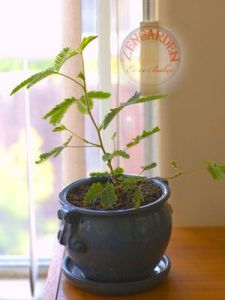 Hassas çiçek mimosa pudica tohumu küstüm çiçeği