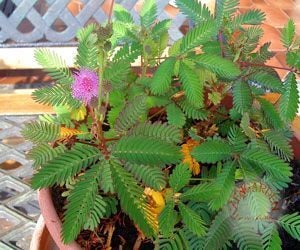 Hassas çiçek mimosa pudica tohumu küstüm çiçeği