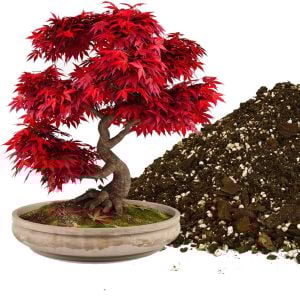 Bonsai toprağı 5 litre özel yavaş yarayışlı gübreli karışım