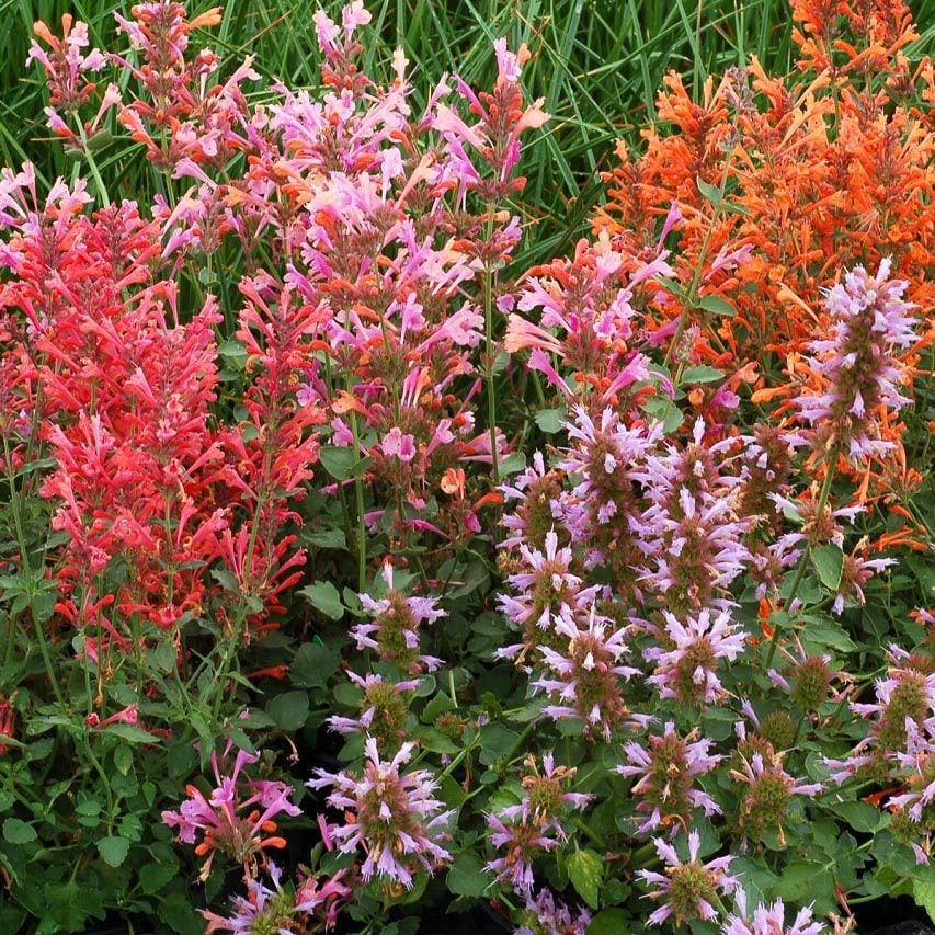 Zufa çiçeği fidesi karışık renkler agastache humming bird mint