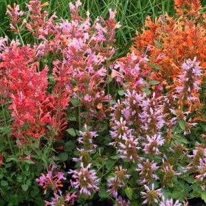 Zufa çiçeği fidesi karışık renkler agastache humming bird mint