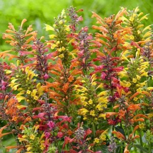 Zufa çiçeği fidesi karışık renkler agastache humming bird mint