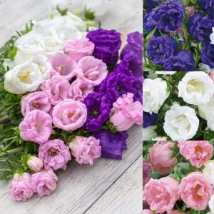 Katmerli campanula tohumu cup and saucer mix canterbury bells