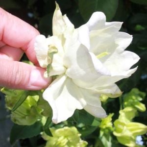 Katmerli campanula tohumu cup and saucer mix canterbury bells
