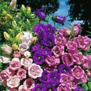Katmerli campanula tohumu cup and saucer mix canterbury bells