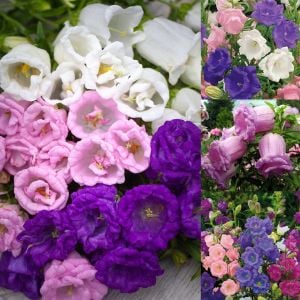 Katmerli campanula tohumu cup and saucer mix canterbury bells