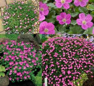 Pembe erodium variabile fidesi yayılıcı sarkıcı bitki
