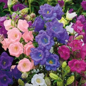 Katmerli campanula tohumu cup and saucer mix canterbury bells