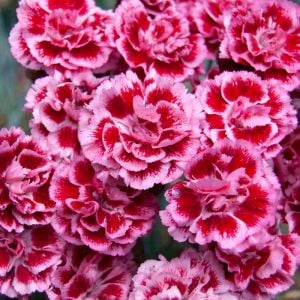 Sugar Plum parfüm kokulu karanfil fidesi perfume pinks