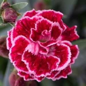 Sugar Plum parfüm kokulu karanfil fidesi perfume pinks