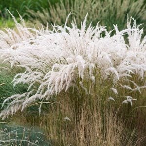 Kuş tüyü çimi fidesi peruvian feather grass stipa ichu