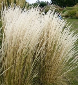 Kuş tüyü çimi fidesi peruvian feather grass stipa ichu