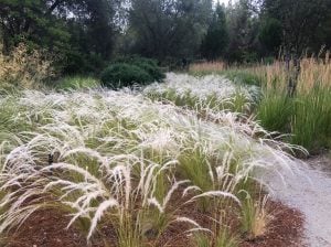 Kuş tüyü çimi fidesi peruvian feather grass stipa ichu