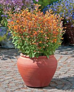 Zufa çiçeği fidesi karışık renkler agastache humming bird mint
