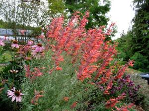 Zufa çiçeği fidesi karışık renkler agastache humming bird mint