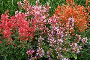 Zufa çiçeği fidesi karışık renkler agastache humming bird mint