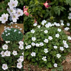 Beyaz erodium variabile fidesi yayılıcı sarkıcı bitki