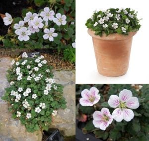 Beyaz erodium variabile fidesi yayılıcı sarkıcı bitki