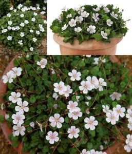 Beyaz erodium variabile fidesi yayılıcı sarkıcı bitki