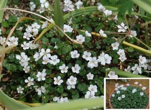 Beyaz erodium variabile fidesi yayılıcı sarkıcı bitki