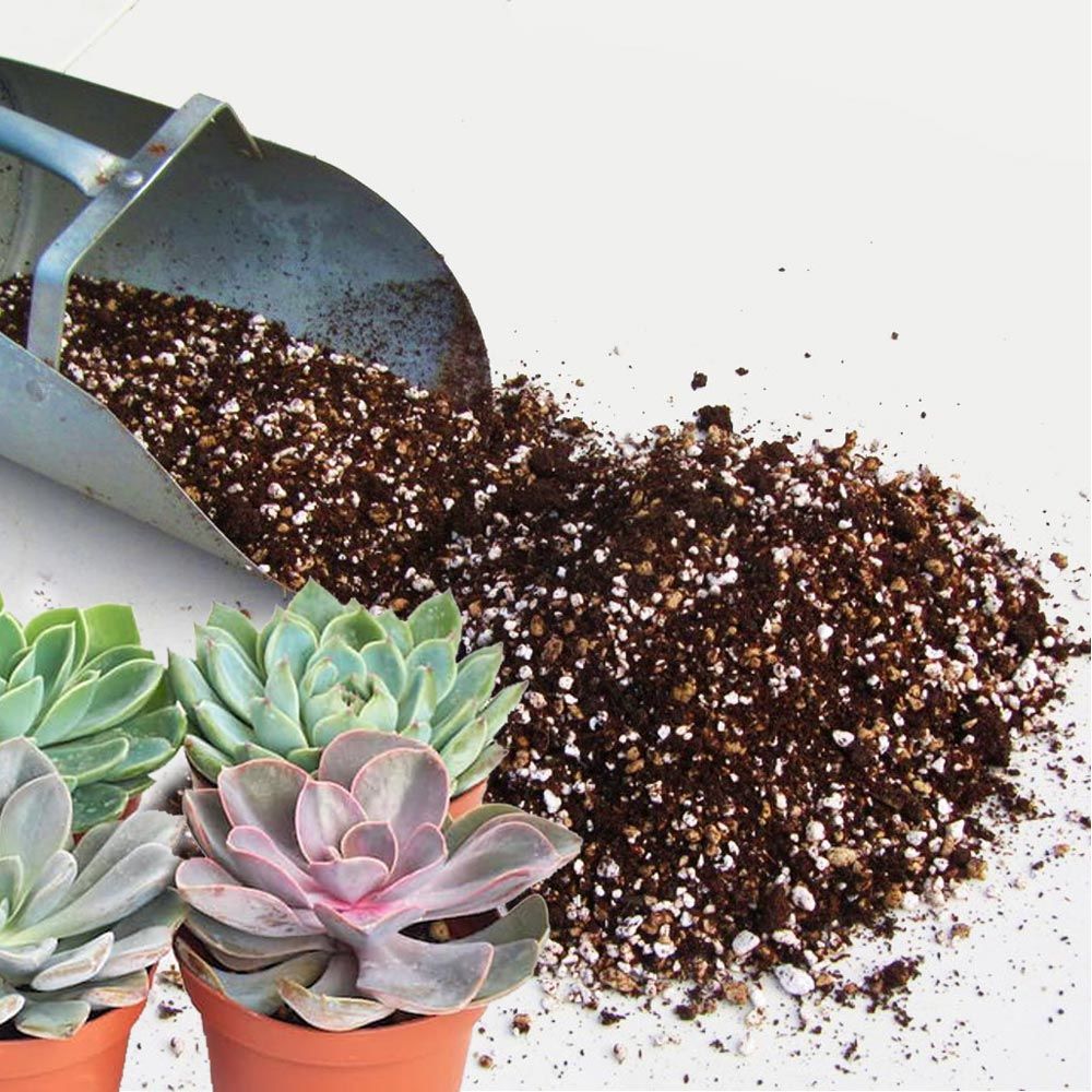 Kaktüs toprağı profesyonel kaktüs lithops ve sukkulent bitkiler için karışım