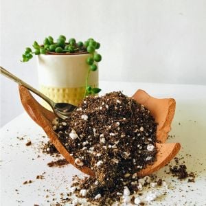 Kaktüs toprağı profesyonel kaktüs lithops ve sukkulent bitkiler için karışım