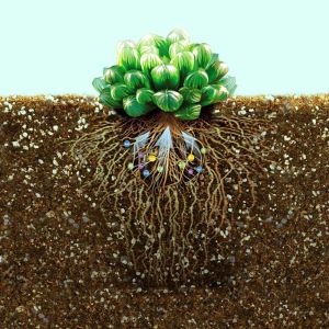 Kaktüs toprağı profesyonel kaktüs lithops ve sukkulent bitkiler için karışım