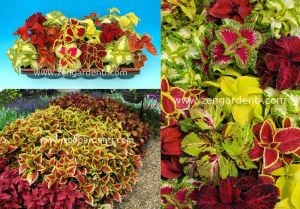 Yaprak güzeli coleus tohumu karışık renkler rainbow mix