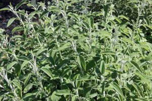 Şifalı Anadolu adaçayı fidesi çay yapımı için kurutmalık 1 fide