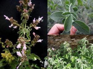 Şifalı Anadolu adaçayı fidesi çay yapımı için kurutmalık 1 fide