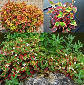 Houttuynia cordata chamaeleon fidesi rengarenk yapraklar