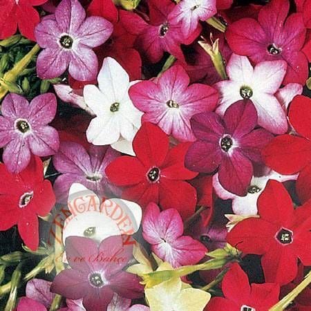 Aztek nicotiana tohumu karışımı yoğun parfüm kokulu tütün çiçeği