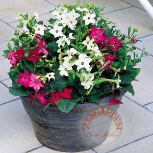 Aztek nicotiana tohumu karışımı yoğun parfüm kokulu tütün çiçeği