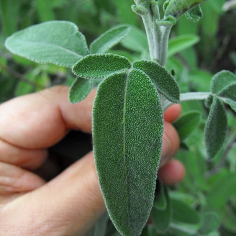 Şifalı Anadolu adaçayı fidesi çay yapımı için kurutmalık 1 fide