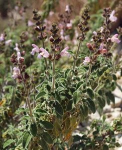 Şifalı Anadolu adaçayı fidesi çay yapımı için kurutmalık 1 fide