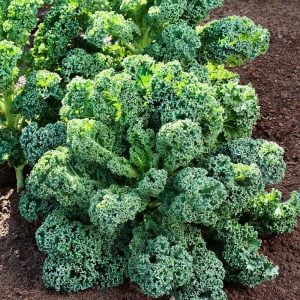 Kıvırcık bodur kale lahana tohumu dwarf curled kale vates